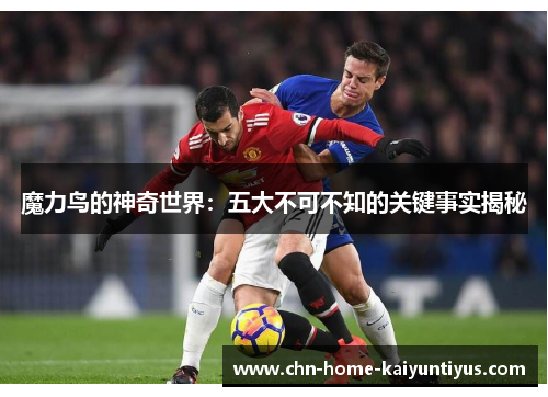 魔力鸟的神奇世界：五大不可不知的关键事实揭秘